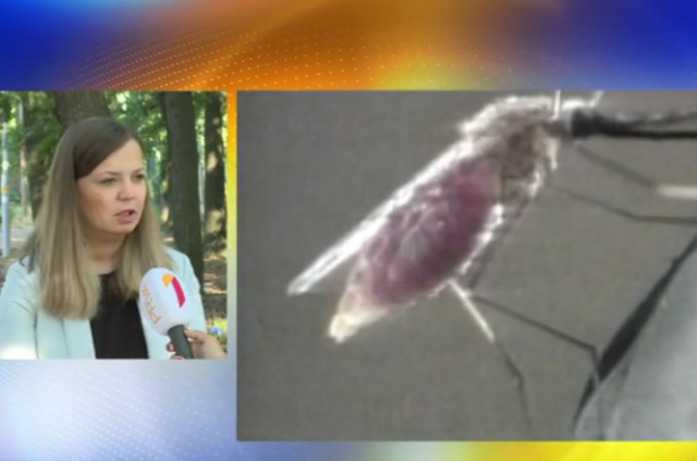 Očekuje se porast brojnosti komaraca: Ova krvna grupa je najzaštićenija VIDEO